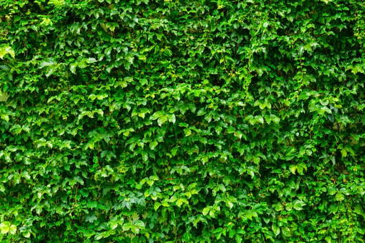 Green plant wall