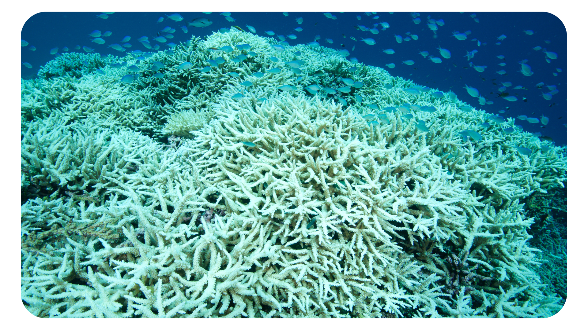 Earth Labs - Anatomy of Coral