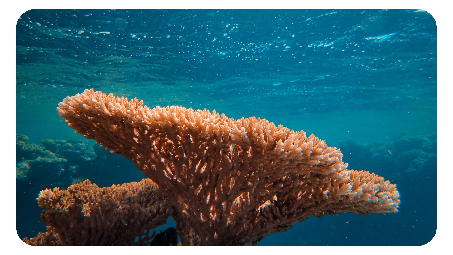 Earth Labs - Building a Reef