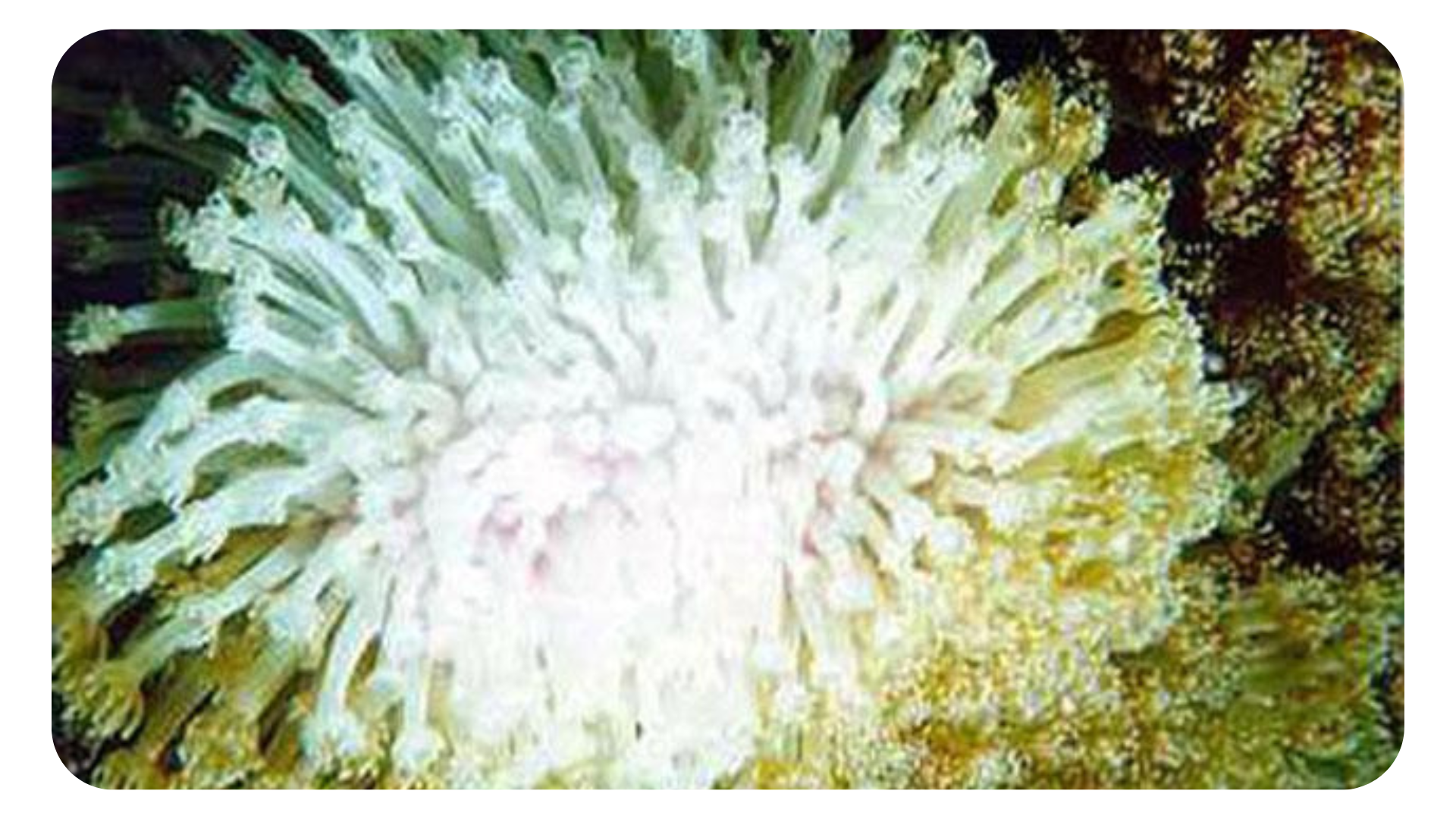 Earth Labs - Using Data to Identify Hot Spots and Predict Bleaching Events